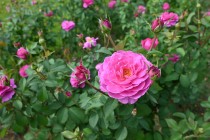 rose_241015_05