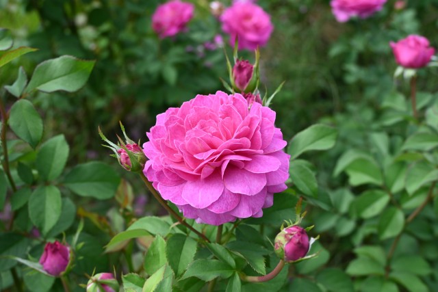 rose_241015_08