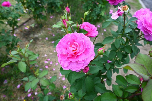 rose_241018_01