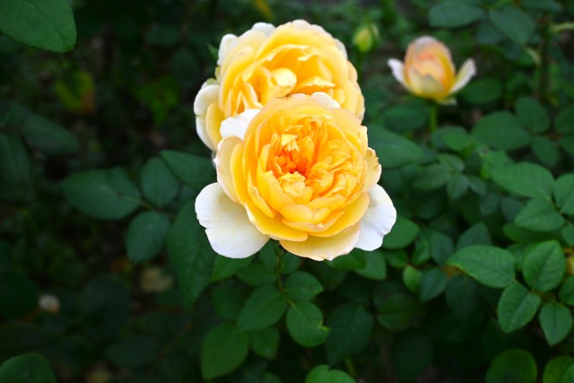 rose_241018_04