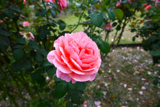 rose_241023_01