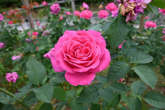 rose_241023_04