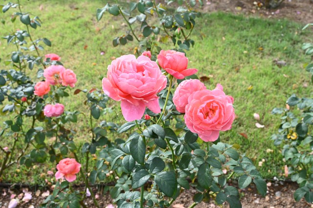 rose_241031_01