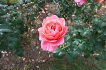 rose_241031_02