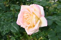 rose_241031_03