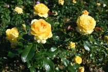 rose_241106_03