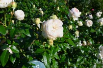 rose_241106_04