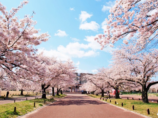 サクラ 万博記念公園