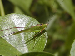 草むらの生き物たち 万博記念公園