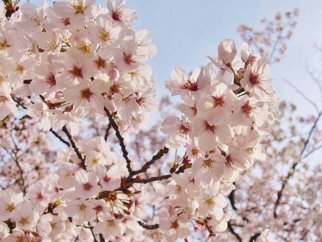 サクラ 万博記念公園