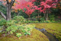 tsuwabuki_231128_02