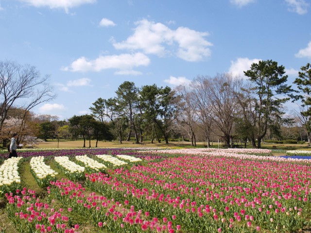 チューリップ 万博記念公園