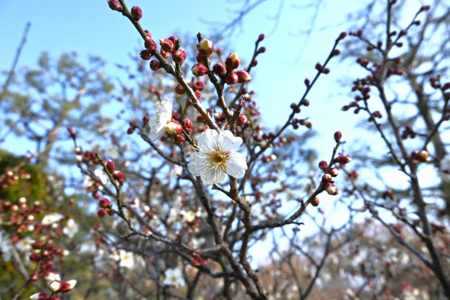 ume _nihonteien_hatsukari_250217_01