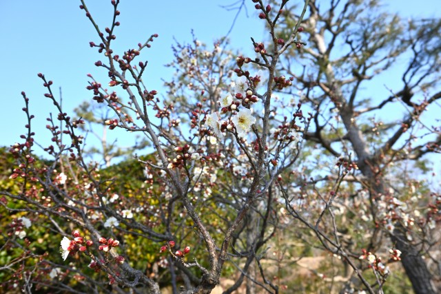 ume _nihonteien_hatsukari_250217_02