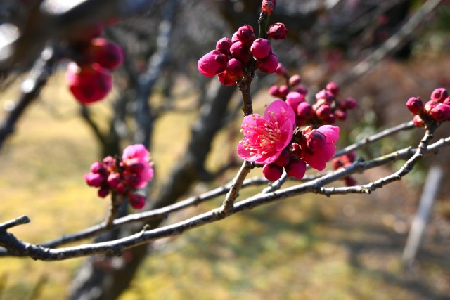 ume _osakazuki_250217_02