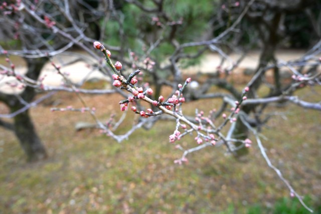 ume_250115_01