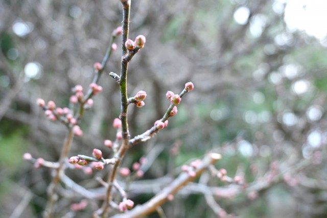 ume_250115_02