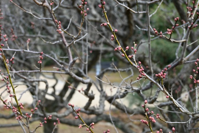 ume_250122_01