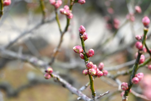 ume_250122_02