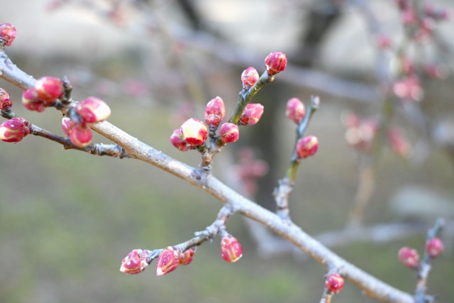 ume_250128_01