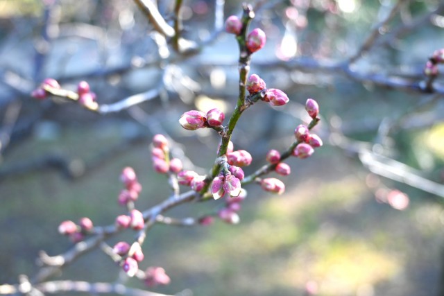 ume_250128_02