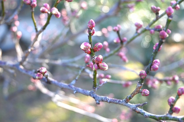 ume_250128_03