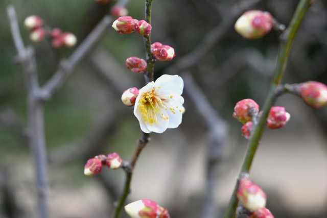 ume_250205_01