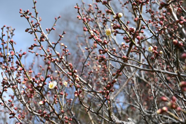 ume_250205_02