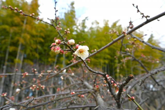 ume_250205_03