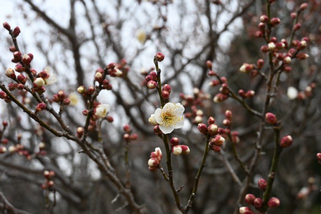 ume_250212_01