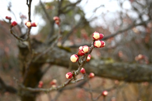 ume_250212_02