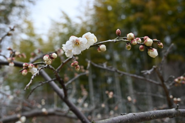 ume_250212_03