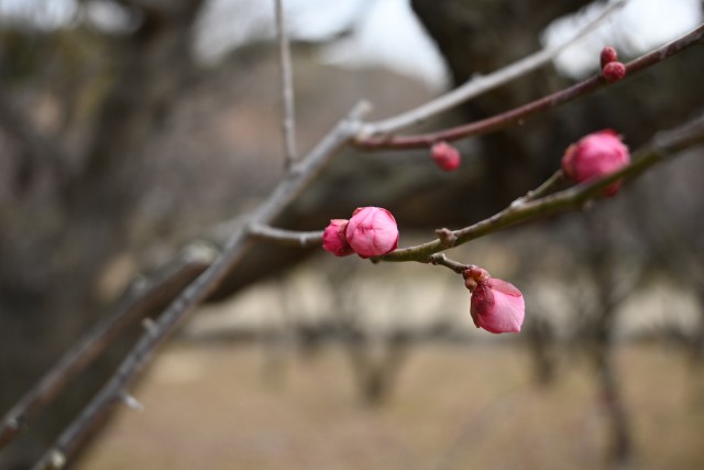 ume_250212_04