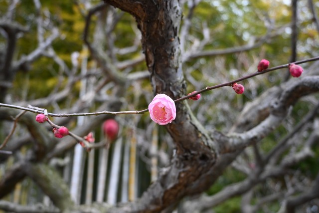 ume_250212_05