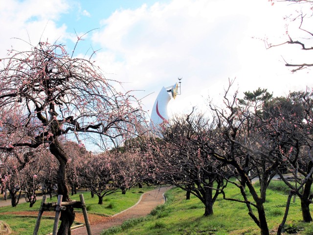 ウメ 年 更新終了しました 万博記念公園