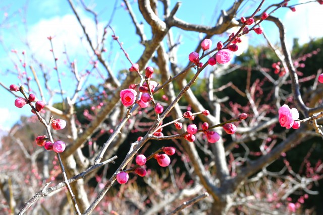 ume_chabo_250219_01