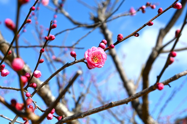 ume_chabo_250219_02