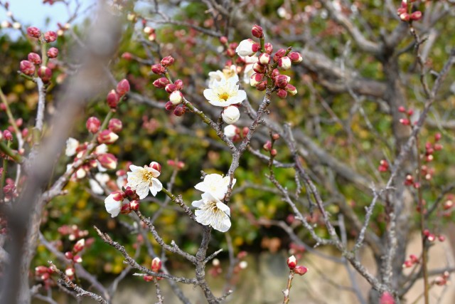 ume_nihonteien_250212_01