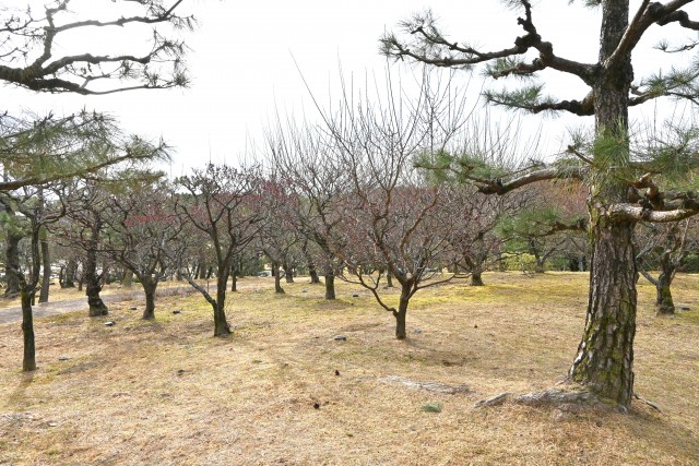 ume_nihonteien_250212_02