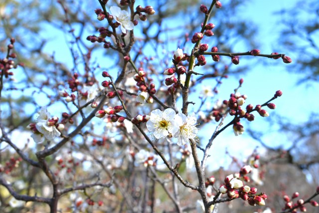 ume_nihonteien_hatsukari_250219_02