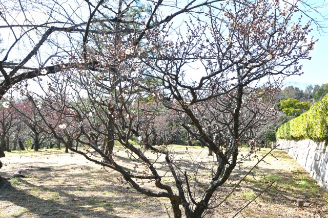 ume_nihonteien_hatsukari_250219_03