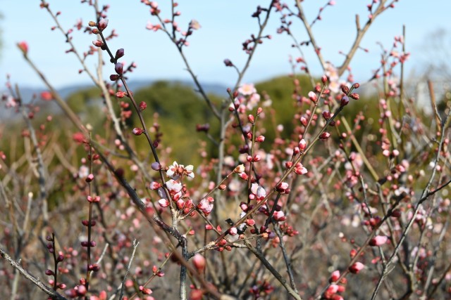 ume_oginagashi_250221_01