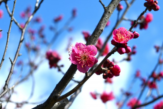 ume_osakazuki_250219_03