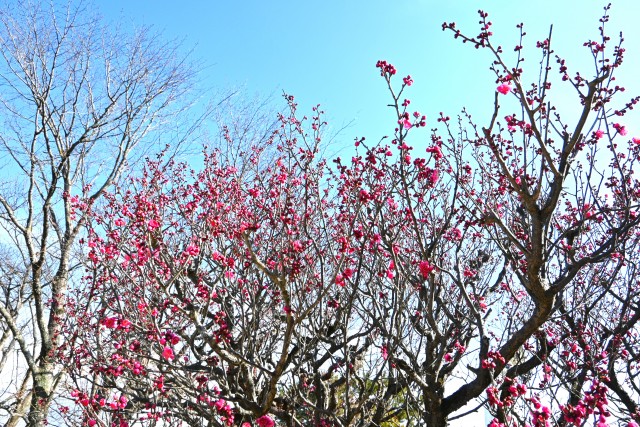 ume_osakazuki_250221_01