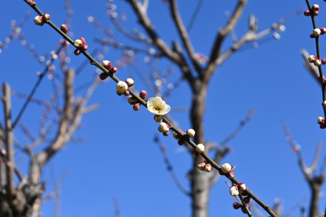 ume_shironaniwa_250221_01