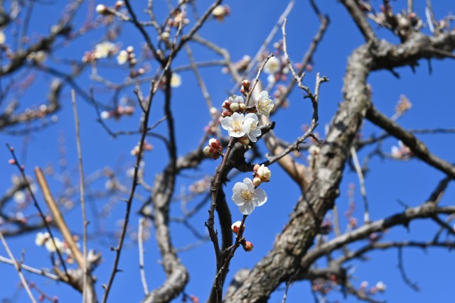 ume_toji_250221_01