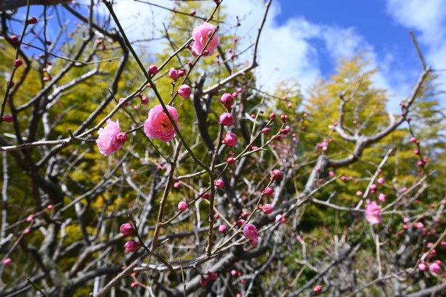 ume_yaekanko_250219_01