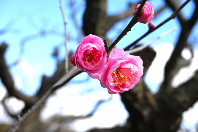 ume_yaekanko_250219_02