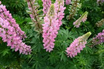 lupinus_240522_04